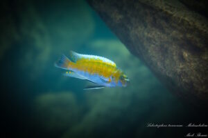 Labeotropheus trewavasae 'Matambukira Rocks'